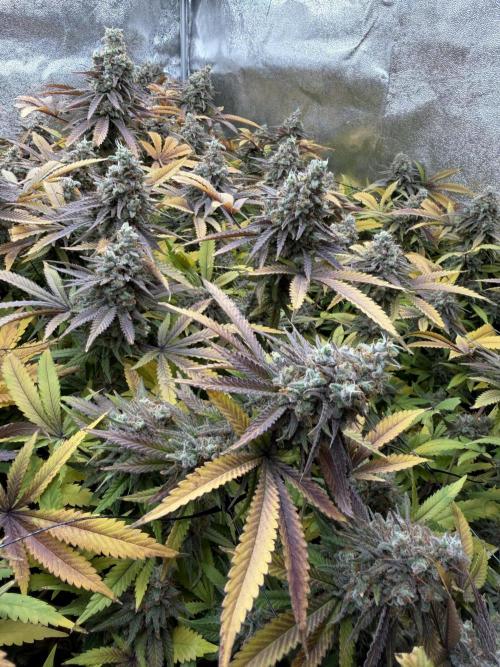 Runtz Muffin 2nd run 1x1. Week 10