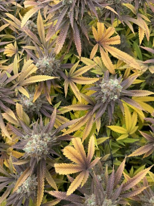 Runtz Muffin 2nd run 1x1. Week 10