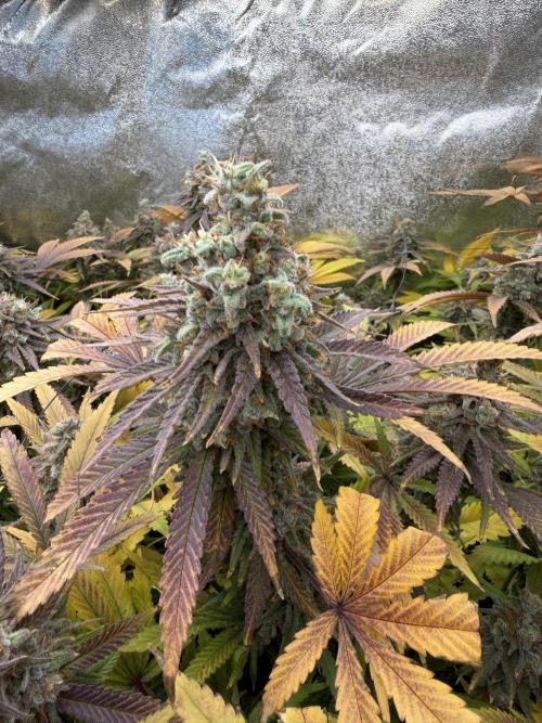 Runtz Muffin 2nd run 1x1. Week 10