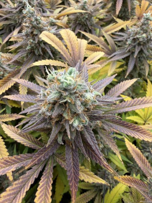 Runtz Muffin 2nd run 1x1. Week 10