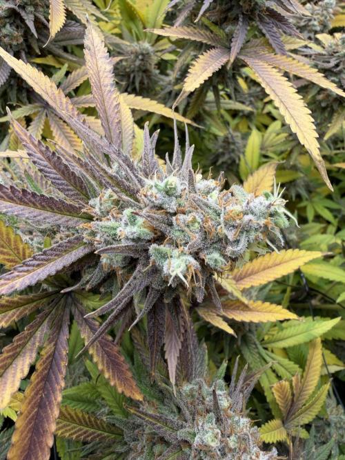 Runtz Muffin 2nd run 1x1. Week 10