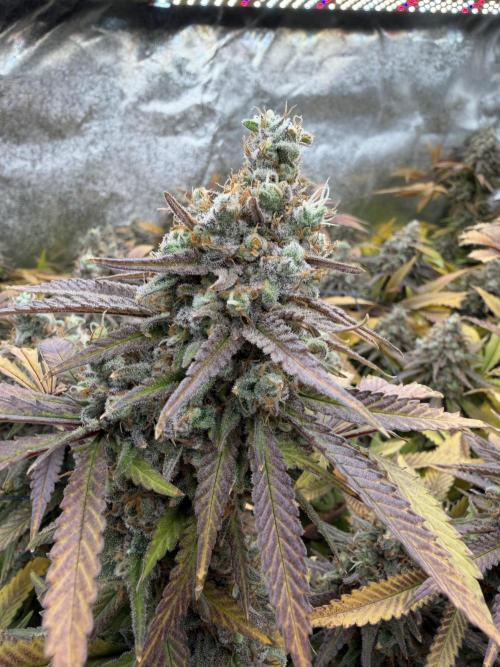 Runtz Muffin 2nd run 1x1. Week 10