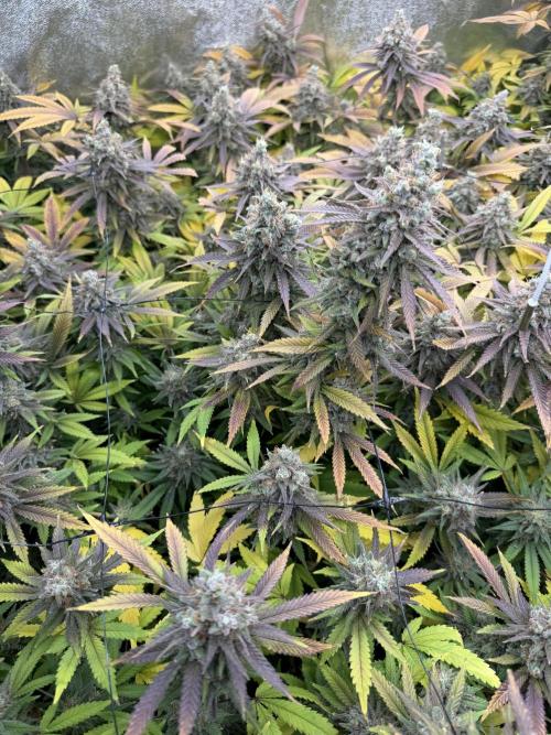 Runtz Muffin 2nd run 1x1. Week 10