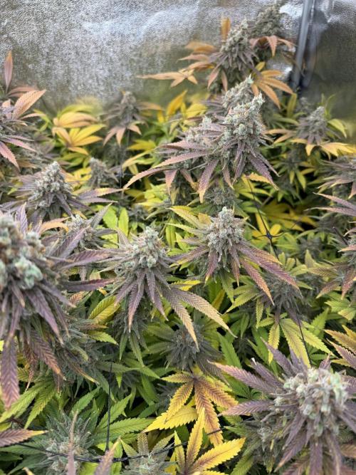 Runtz Muffin 2nd run 1x1. Week 10