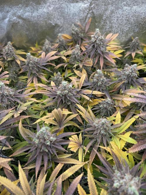 Runtz Muffin 2nd run 1x1. Week 10