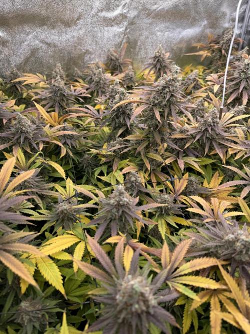 Runtz Muffin 2nd run 1x1. Week 10