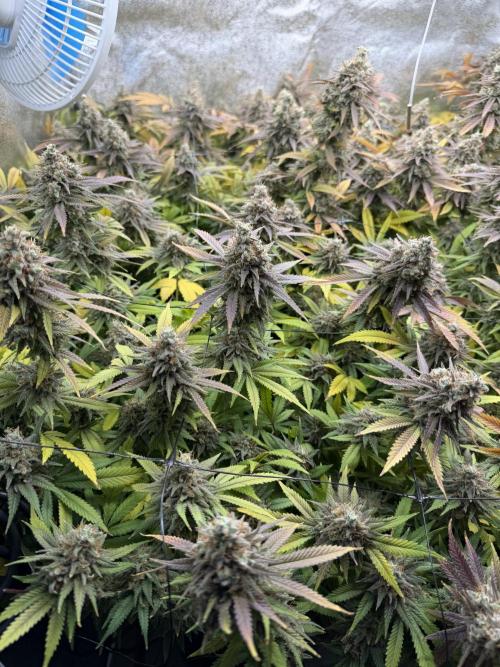 Runtz Muffin 2nd run 1x1. Week 10