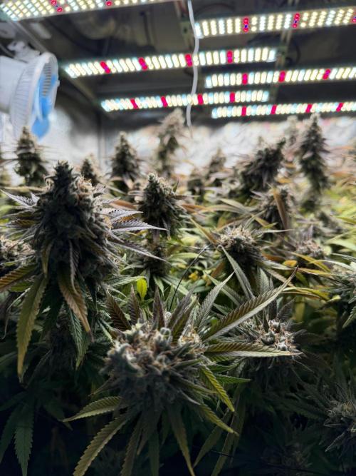 Runtz Muffin 2nd run 1x1. Week 10