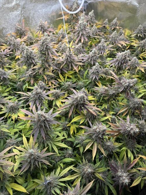 Runtz Muffin 2nd run 1x1. Week 10