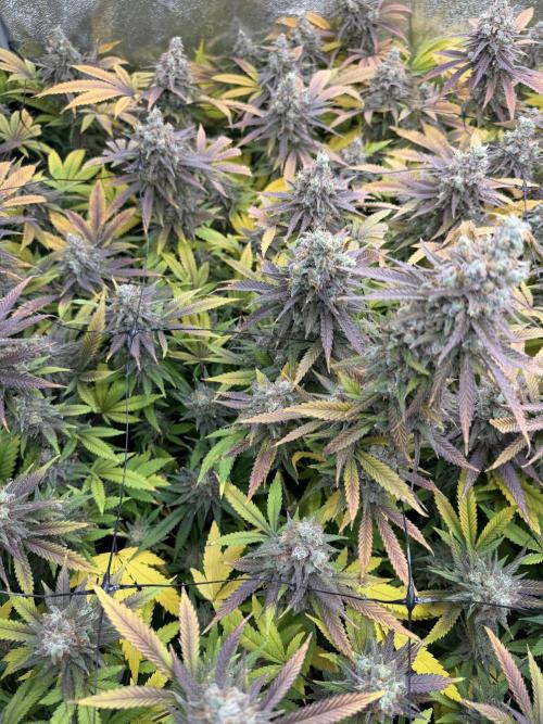 Runtz Muffin 2nd run 1x1. Week 10