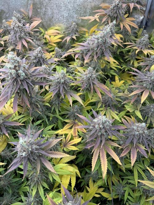 Runtz Muffin 2nd run 1x1. Week 10