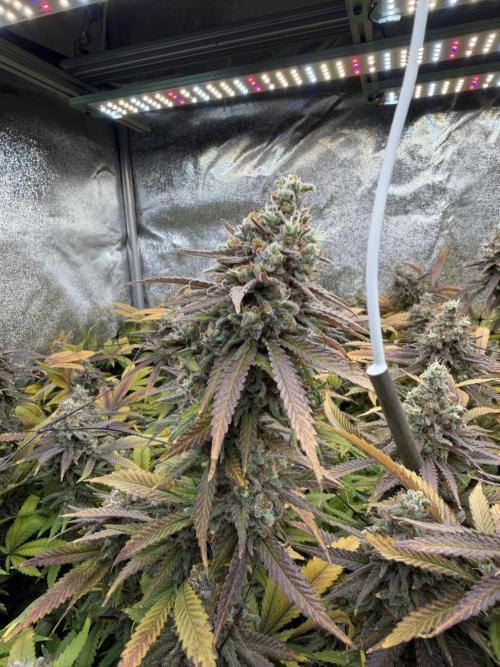 Runtz Muffin 2nd run 1x1. Week 10