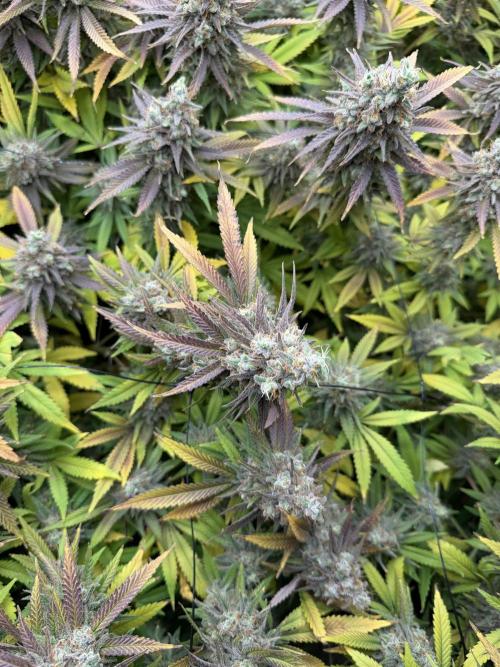 Runtz Muffin 2nd run 1x1. Week 10