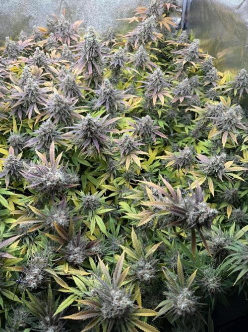 Runtz Muffin 2nd run 1x1. Week 10