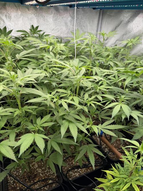 Runtz muffin 2nd run 1.2x1.2. Week 1