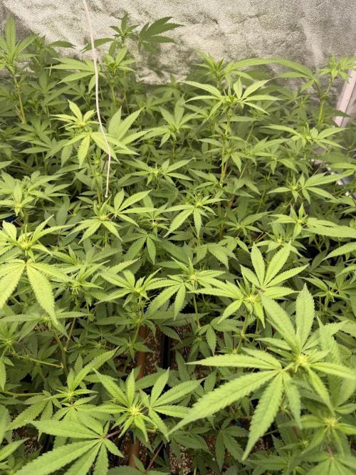 Runtz muffin 2nd run 1.2x1.2. Week 2