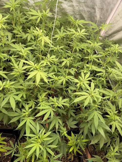 Runtz muffin 2nd run 1.2x1.2. Week 2