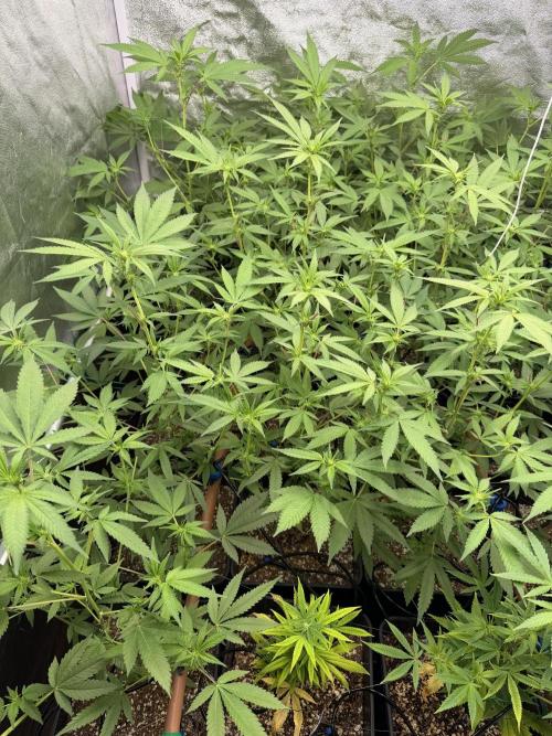 Runtz muffin 2nd run 1.2x1.2. Week 2