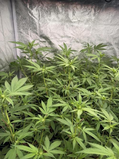 Runtz muffin 2nd run 1.2x1.2. Week 2