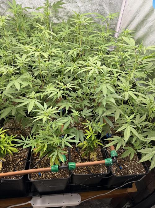 Runtz muffin 2nd run 1.2x1.2. Week 2