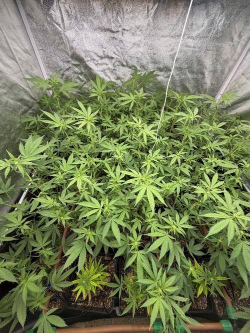 Runtz muffin 2nd run 1.2x1.2. Week 2