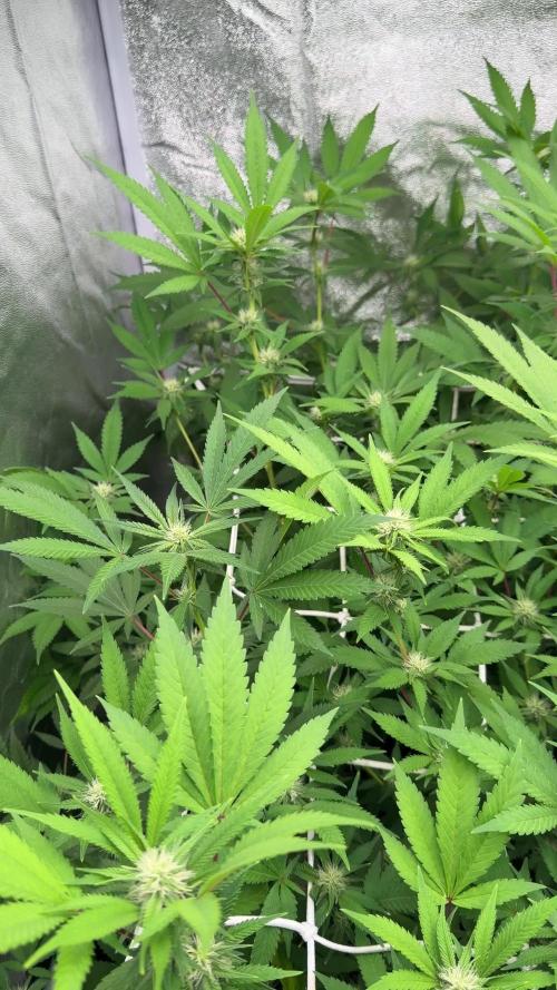 Runtz muffin 2nd run 1.2x1.2