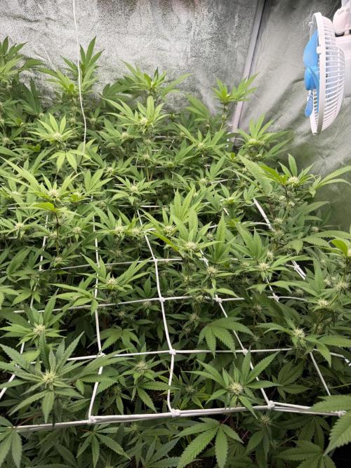 Runtz muffin 2nd run 1.2x1.2. Week 3