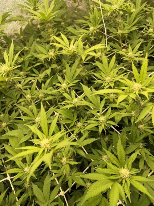 Runtz muffin 2nd run 1.2x1.2. Week 3