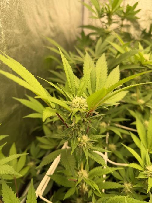 Runtz muffin 2nd run 1.2x1.2. Week 3