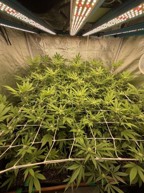 Runtz muffin 2nd run 1.2x1.2. Week 3