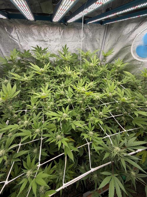 Runtz muffin 2nd run 1.2x1.2. Week 4