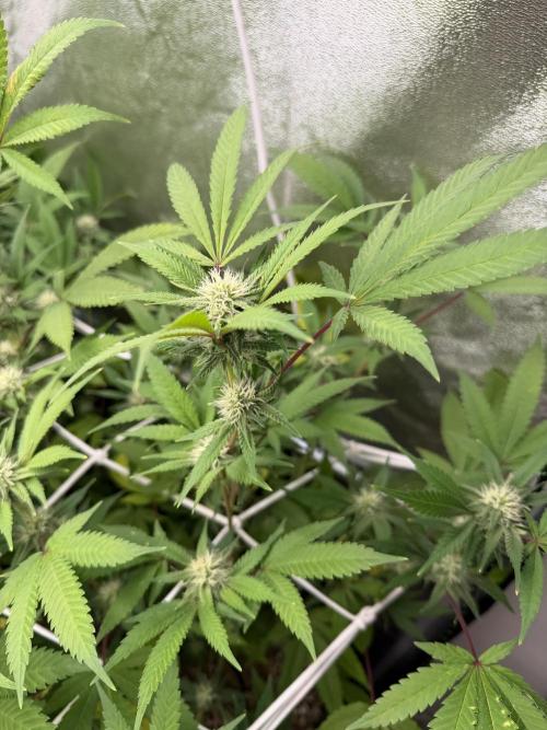 Runtz muffin 2nd run 1.2x1.2. Week 4