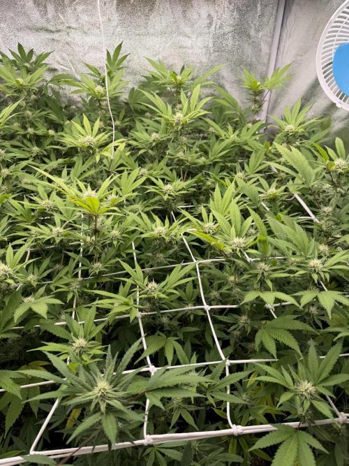 Runtz muffin 2nd run 1.2x1.2. Week 4