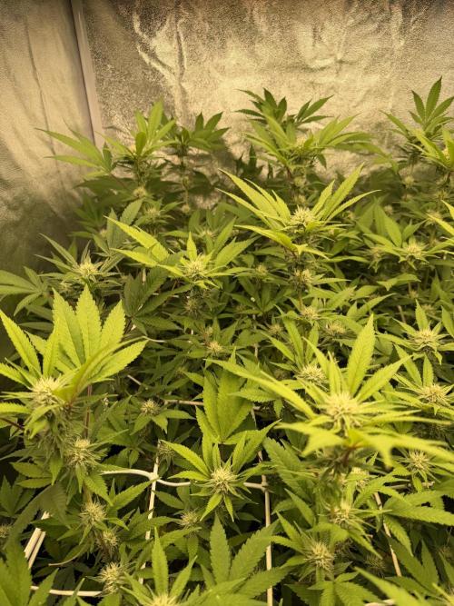 Runtz muffin 2nd run 1.2x1.2. Week 4