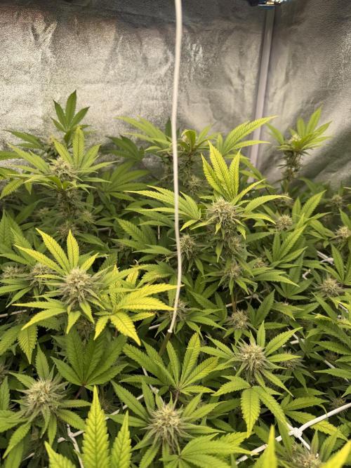 Runtz muffin 2nd run 1.2x1.2. Week 5