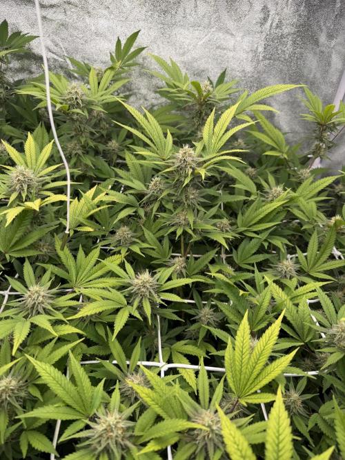 Runtz muffin 2nd run 1.2x1.2. Week 5