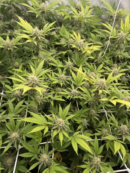 Runtz muffin 2nd run 1.2x1.2. Week 5