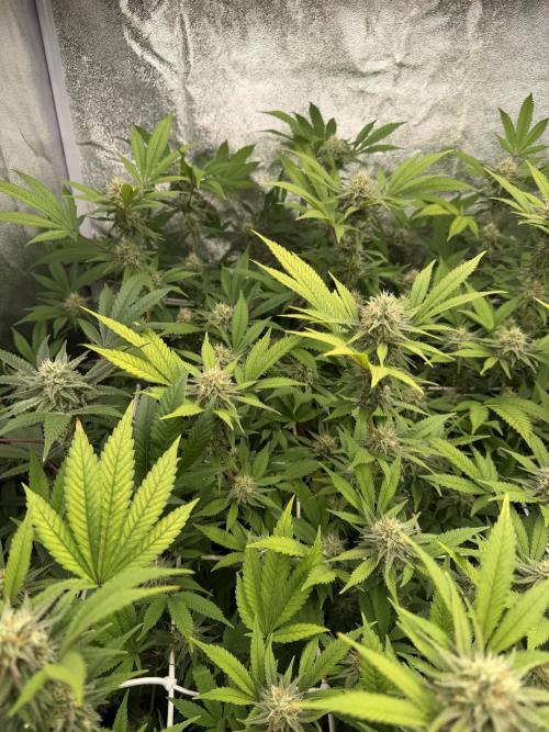 Runtz muffin 2nd run 1.2x1.2. Week 5