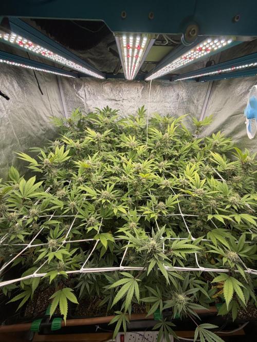 Runtz muffin 2nd run 1.2x1.2. Week 5