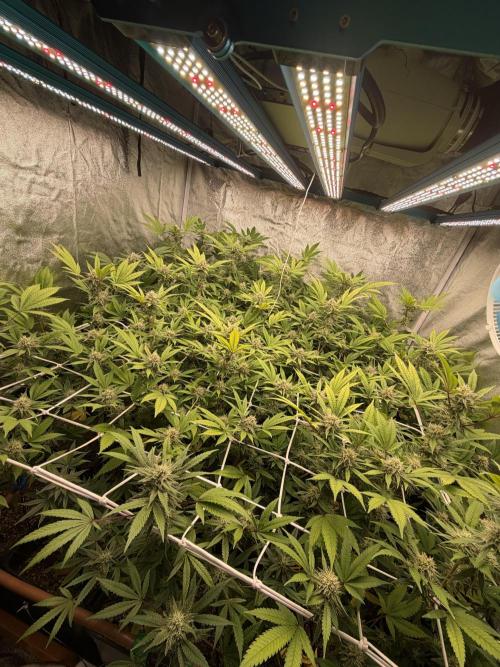 Runtz muffin 2nd run 1.2x1.2. Week 5