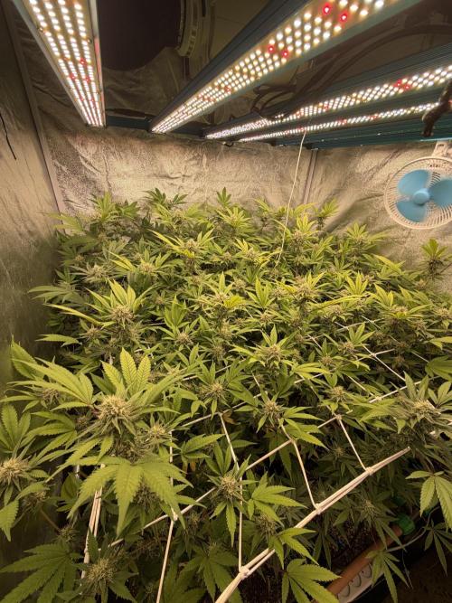 Runtz muffin 2nd run 1.2x1.2. Week 5