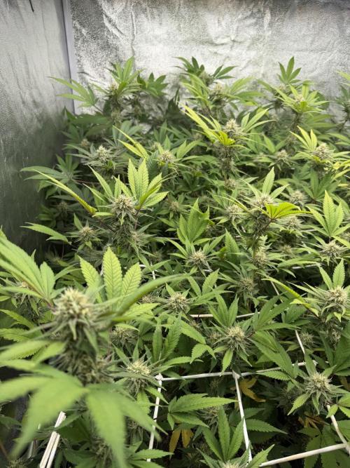 Runtz muffin 2nd run 1.2x1.2. Week 5