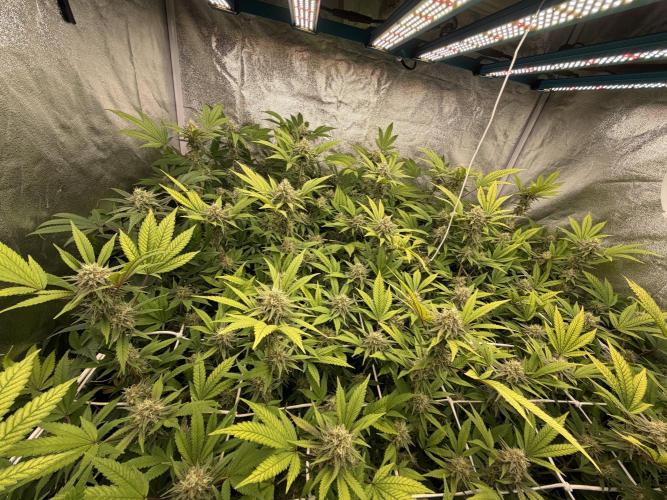 Runtz muffin 2nd run 1.2x1.2. Week 6