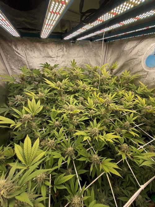 Runtz muffin 2nd run 1.2x1.2. Week 6