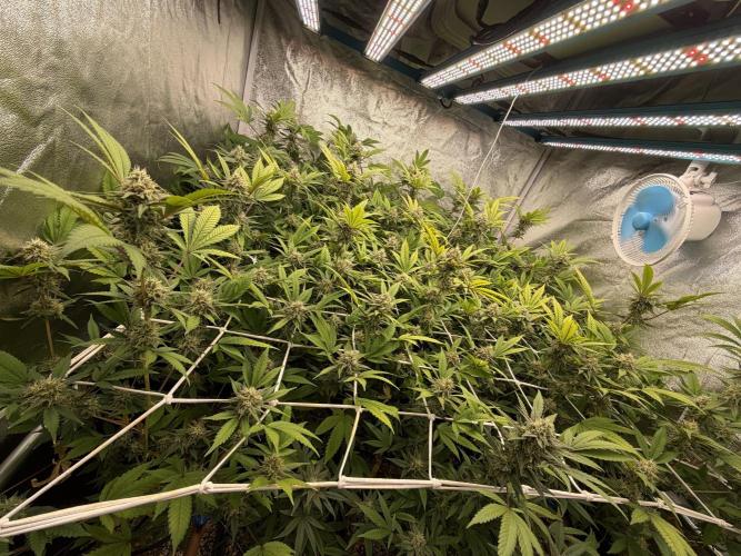 Runtz muffin 2nd run 1.2x1.2. Week 6