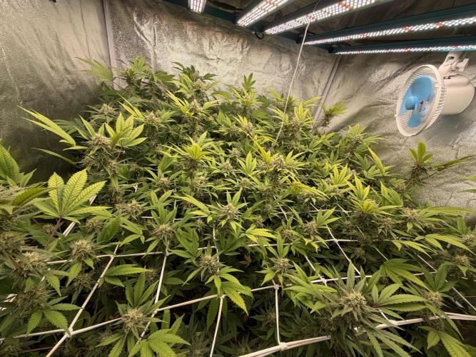 Runtz muffin 2nd run 1.2x1.2. Week 6