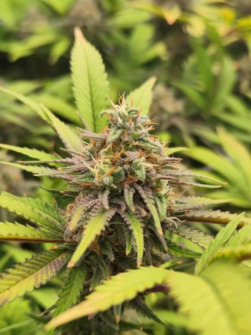 Runtz muffin 2nd run 1.2x1.2. Week 7