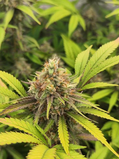 Runtz muffin 2nd run 1.2x1.2. Week 7