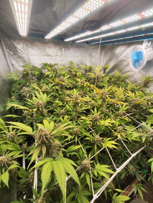 Runtz muffin 2nd run 1.2x1.2. Week 7