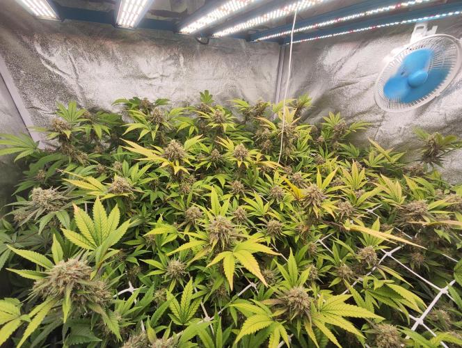 Runtz muffin 2nd run 1.2x1.2. Week 7